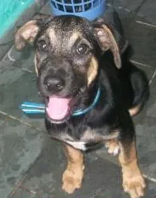 Cachorro ra a SRD idade 2 a 6 meses nome BELINHA