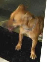 Cachorro ra a SRD idade 1 ano nome mini
