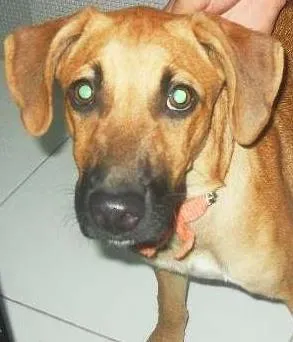 Cachorro raça Vira-Lata idade  nome MARLI