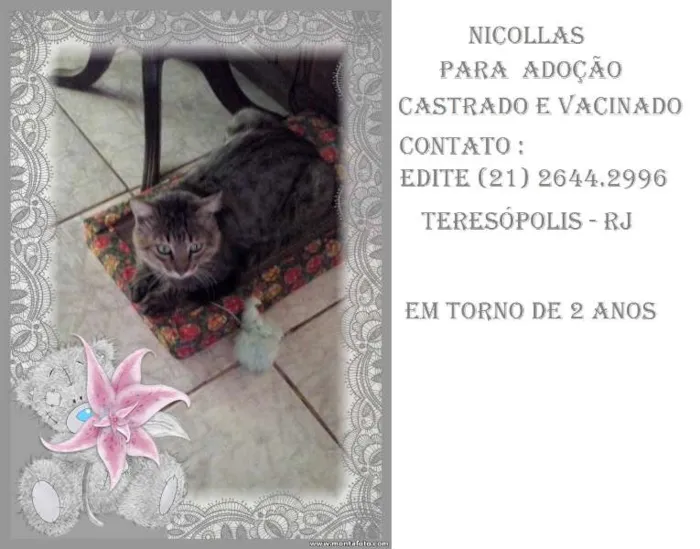 Gato ra a pcr idade 2 anos nome Nicolas