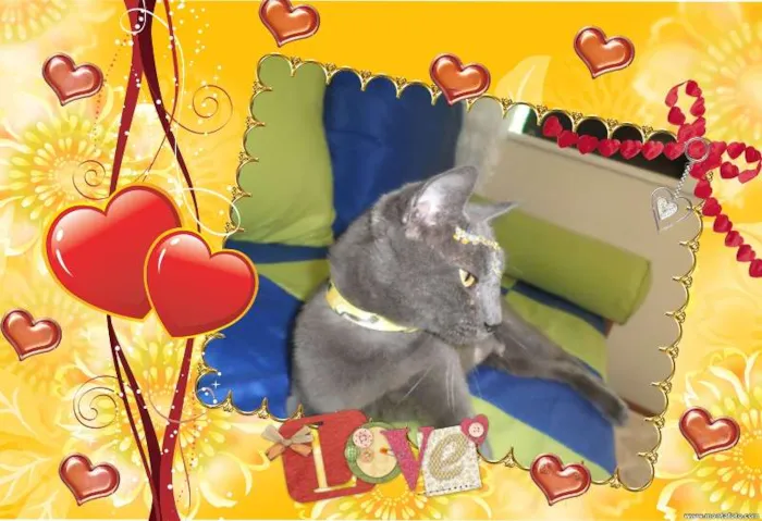 Gato ra a Russian Blue idade 7 a 11 meses nome Valentine