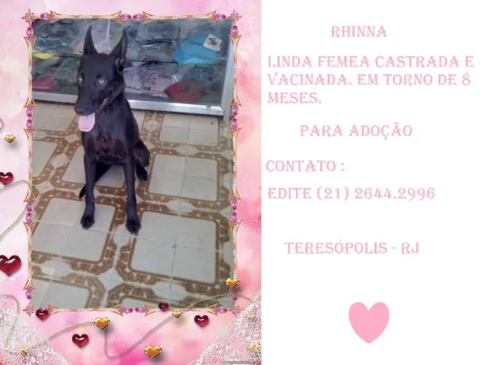 Cachorro ra a SRD idade 7 a 11 meses nome Rhinna