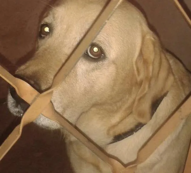 Cachorro raça labrador idade 4 anos nome pitter