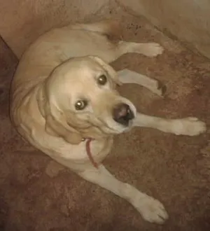 Cachorro raça labrador idade 4 anos nome pitter
