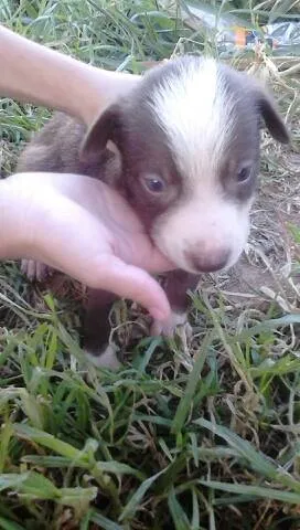 Cachorro raça SRD idade 2 a 6 meses nome muitos 