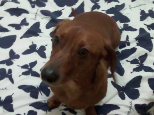 Cachorro ra a Teckel (padrão) idade 4 anos nome Salsicha