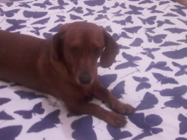 Cachorro ra a Teckel (padrão) idade 4 anos nome Salsicha