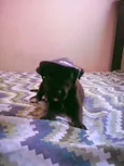 nao tem