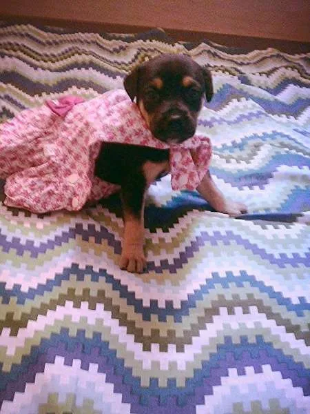 Cachorro ra a nao tem idade Abaixo de 2 meses nome nao tem