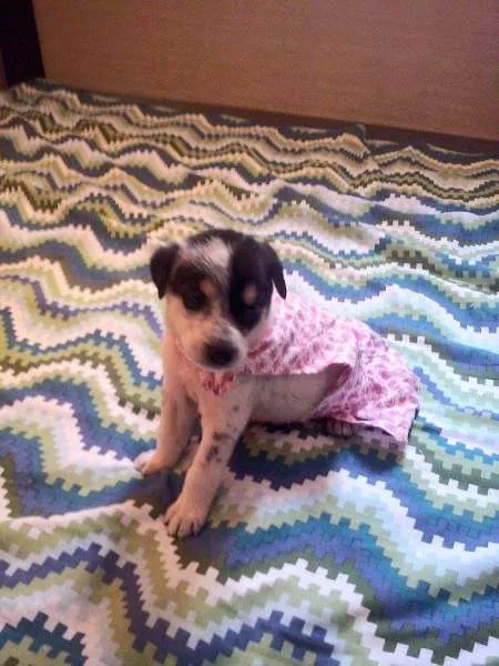 Cachorro ra a nao tem idade Abaixo de 2 meses nome nao tem