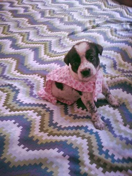 Cachorro ra a nao tem idade Abaixo de 2 meses nome nao tem