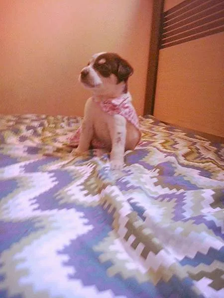 Cachorro ra a nao tem idade Abaixo de 2 meses nome nao tem