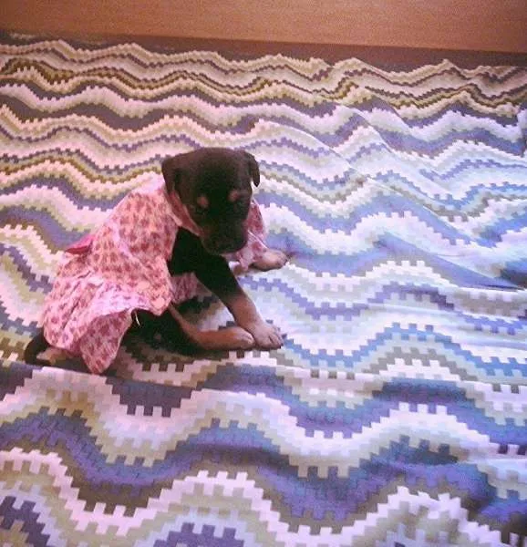 Cachorro ra a nao tem idade Abaixo de 2 meses nome nao tem