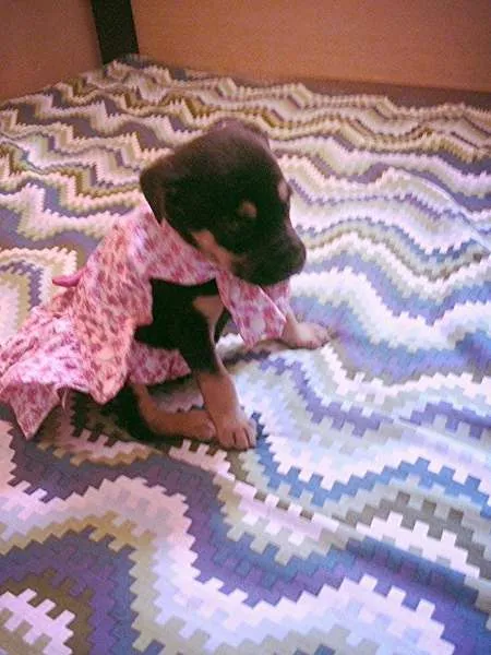 Cachorro ra a nao tem idade Abaixo de 2 meses nome nao tem