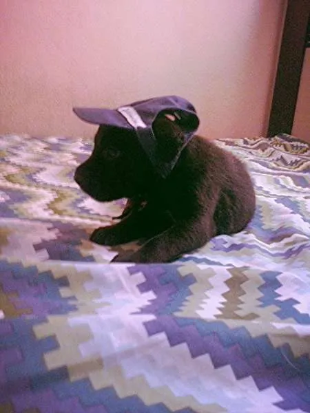 Cachorro ra a nao tem idade Abaixo de 2 meses nome nao tem