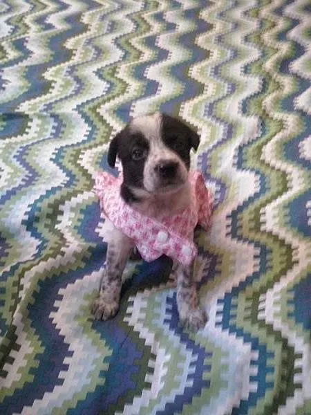 Cachorro ra a nao tem idade Abaixo de 2 meses nome nao tem