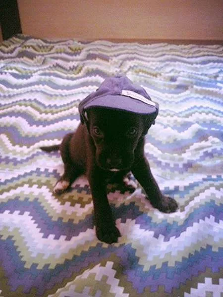Cachorro ra a nao tem idade Abaixo de 2 meses nome nao tem
