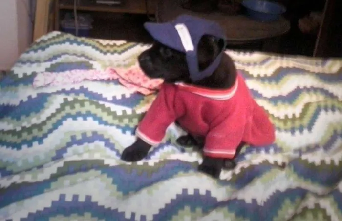 Cachorro ra a nao tem idade Abaixo de 2 meses nome nao tem