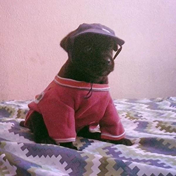 Cachorro ra a nao tem idade Abaixo de 2 meses nome nao tem