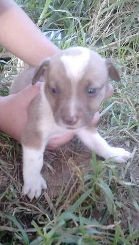 Cachorro ra a SRD idade 2 a 6 meses nome muitos 