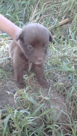 Cachorro ra a SRD idade 2 a 6 meses nome muitos 