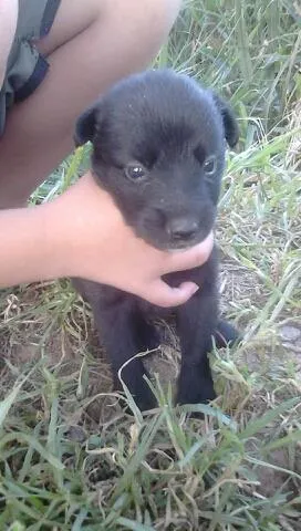 Cachorro ra a SRD idade 2 a 6 meses nome muitos 