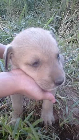 Cachorro ra a SRD idade 2 a 6 meses nome muitos 