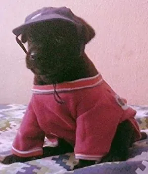 Cachorro raça nao tem idade Abaixo de 2 meses nome nao tem