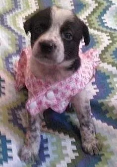 Cachorro ra a nao tem idade Abaixo de 2 meses nome nao tem