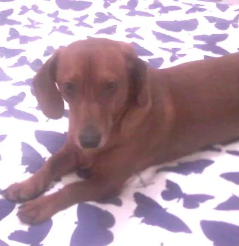 Cachorro ra a Teckel (padrão) idade 4 anos nome Salsicha