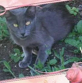 Gato ra a Russian Blue idade 7 a 11 meses nome Valentine