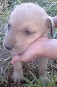 Cachorro ra a SRD idade 2 a 6 meses nome muitos 