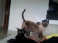 nina,  kika e preta
