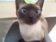 nina,  kika e preta