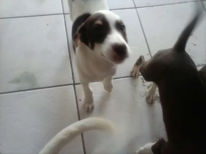 Cachorro ra a SRD idade 2 a 6 meses nome Vários