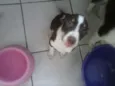 Vários