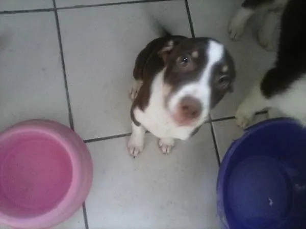 Cachorro ra a SRD idade 2 a 6 meses nome Vários