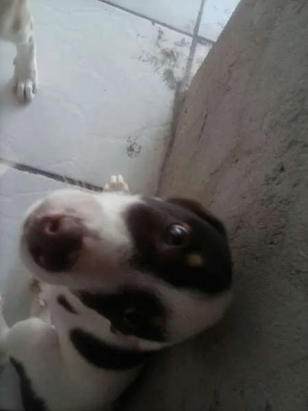 Cachorro ra a SRD idade 2 a 6 meses nome Vários