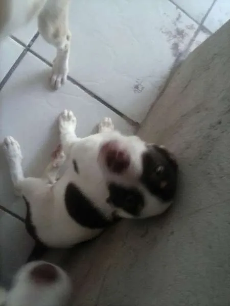 Cachorro ra a SRD idade 2 a 6 meses nome Vários