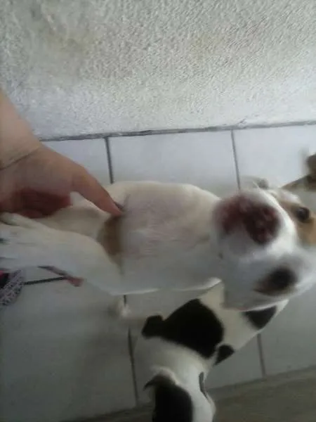 Cachorro ra a SRD idade 2 a 6 meses nome Vários