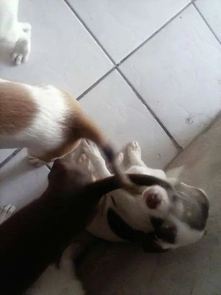 Cachorro ra a SRD idade 2 a 6 meses nome Vários