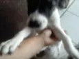 Vários