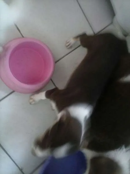 Cachorro ra a SRD idade 2 a 6 meses nome Vários
