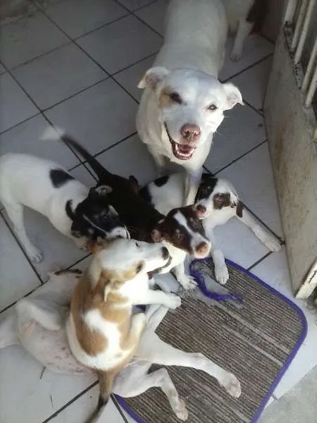 Cachorro ra a SRD idade 2 a 6 meses nome Vários