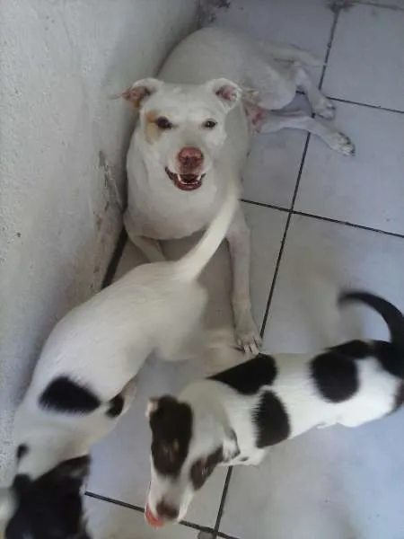 Cachorro ra a SRD idade 2 a 6 meses nome Vários