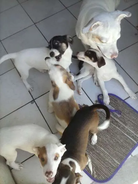 Cachorro ra a SRD idade 2 a 6 meses nome Vários