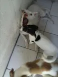 Vários