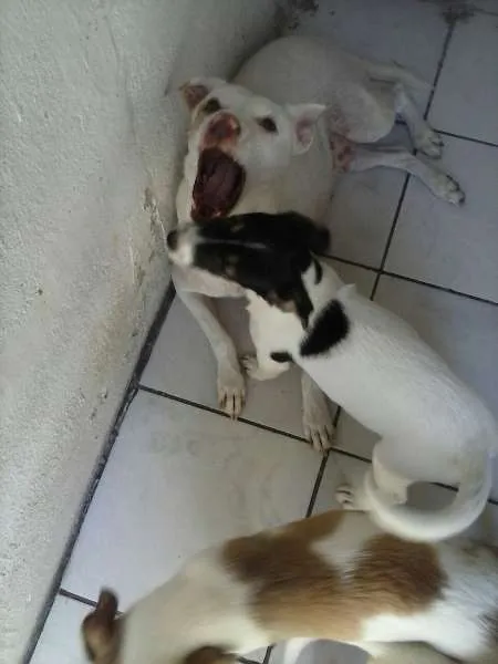 Cachorro ra a SRD idade 2 a 6 meses nome Vários