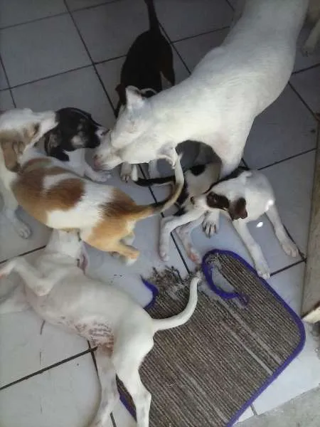 Cachorro ra a SRD idade 2 a 6 meses nome Vários
