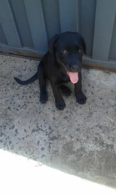 Cachorro ra a labrador idade 2 a 6 meses nome jade 